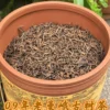 雲南09年老曼峨普洱熟普老茶300年樹齡古樹純料散茶稀