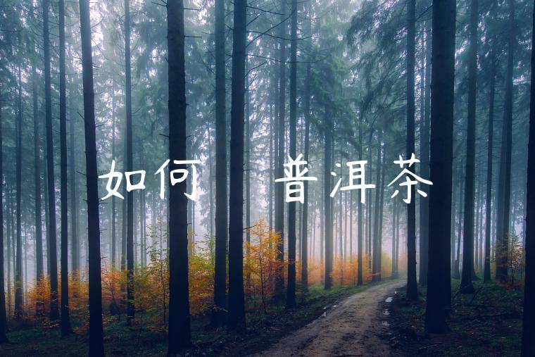 如何選擇優質普洱茶