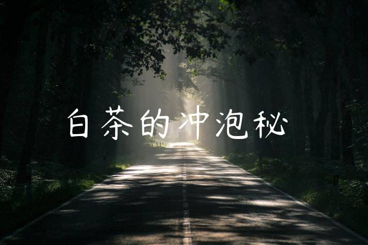 白茶的冲泡秘訣