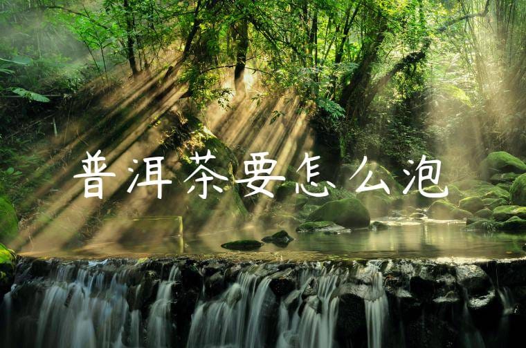 普洱茶要怎么泡