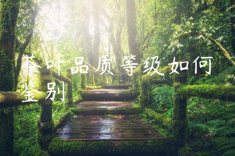 茶叶品质等级如何鉴别