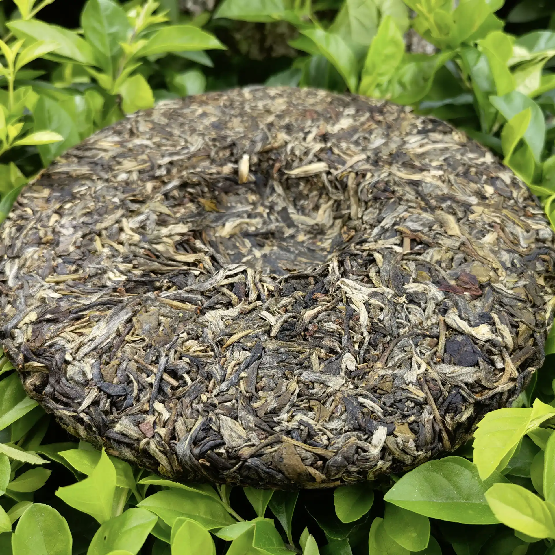 昔归头春古树357克普洱生茶饼古树茶明前 普洱茶 BUASHOP普洱老茶