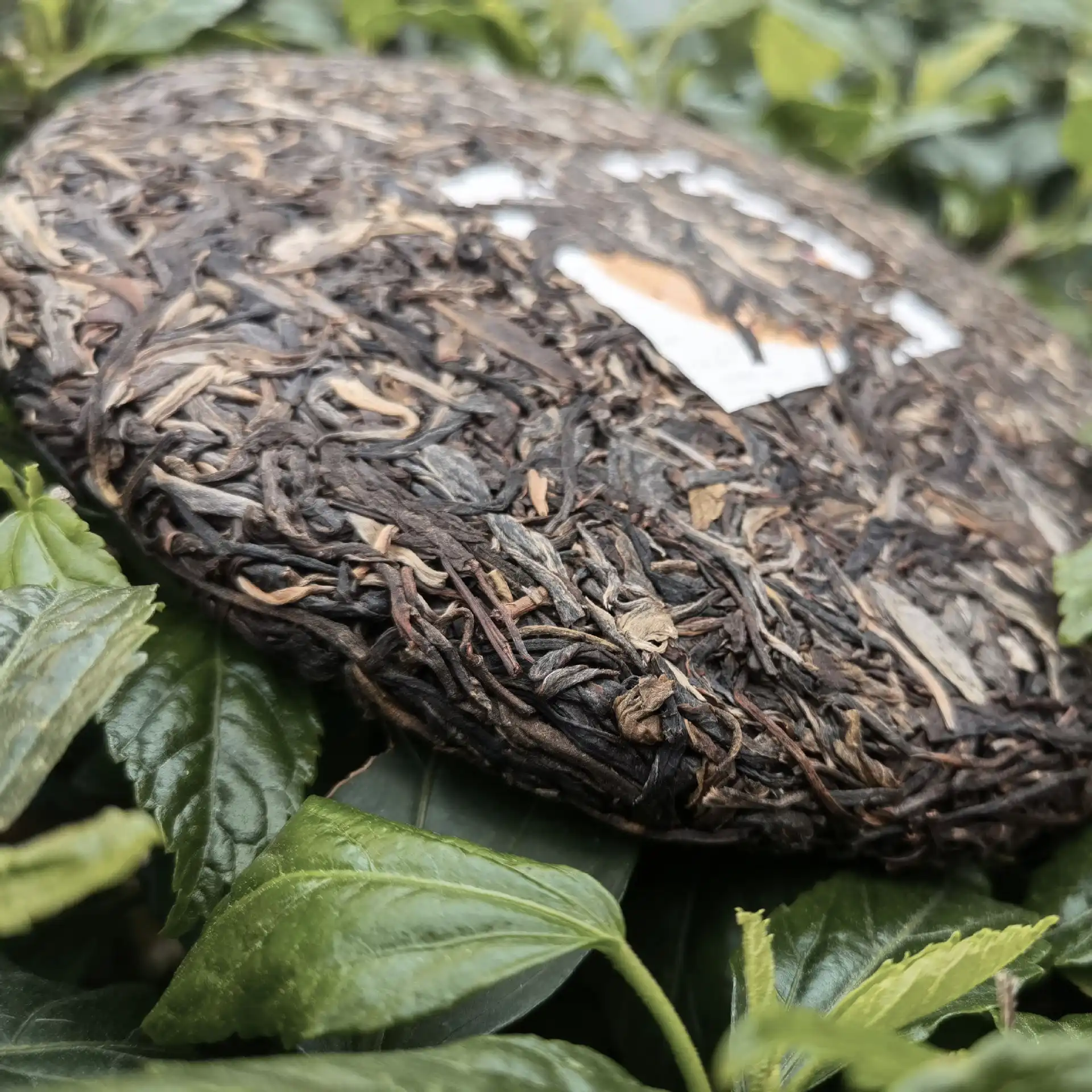 冰岛头春老树茶纯料紧压357g普洱生茶饼 普洱茶 BUASHOP普洱老茶