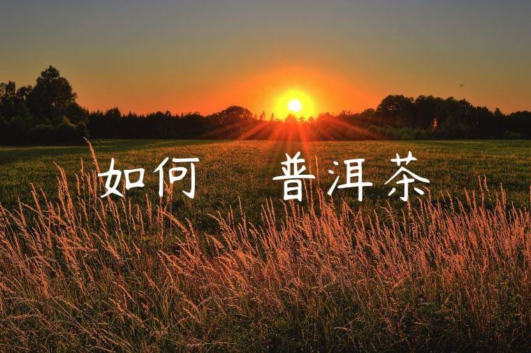 如何選購優質普洱茶