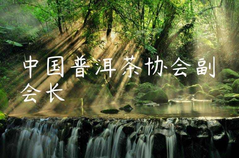 中国普洱茶协会副会长