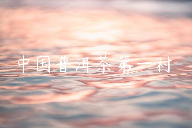 中国普洱茶第一村