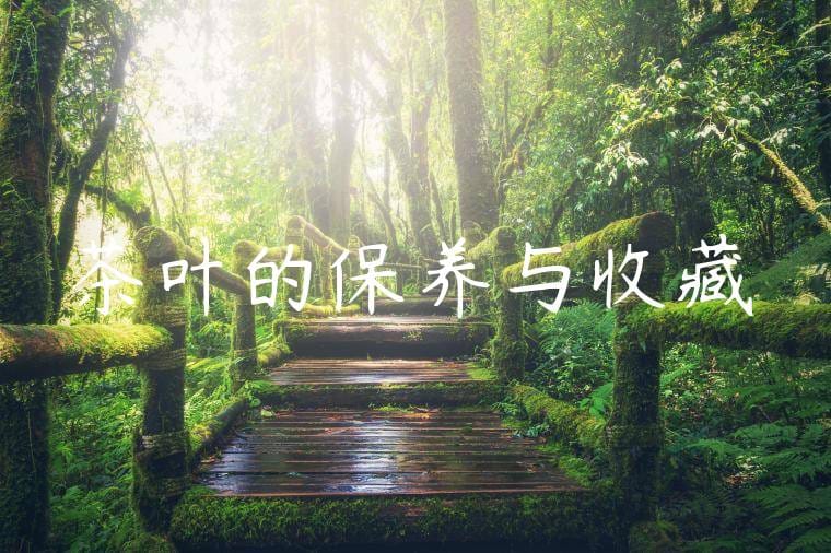 茶叶的保养与收藏