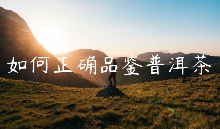如何正确品鉴普洱茶