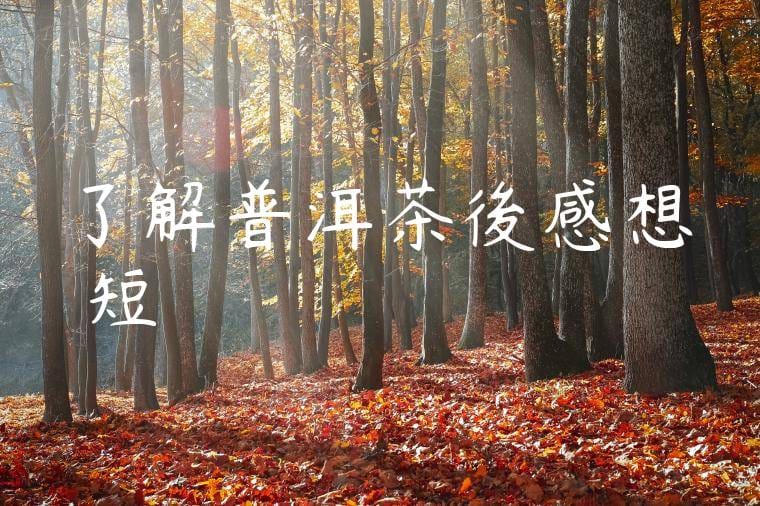 了解普洱茶後感想簡短