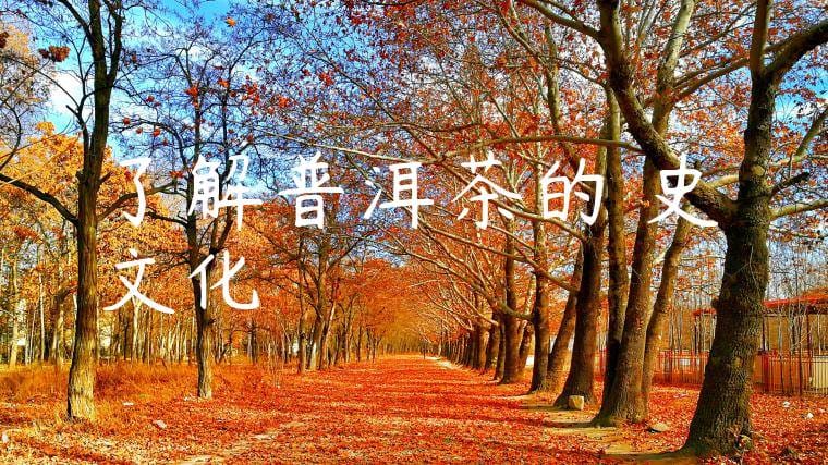 了解普洱茶的歷史文化