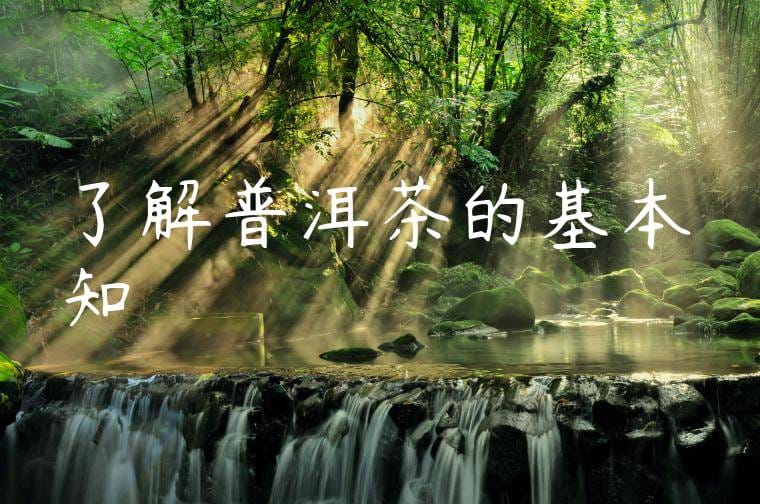 了解普洱茶的基本知識