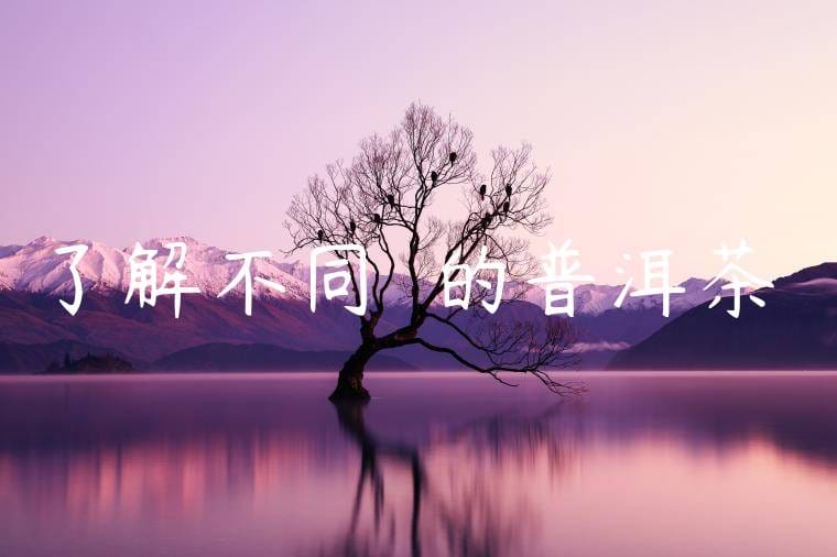 了解不同種類的普洱茶