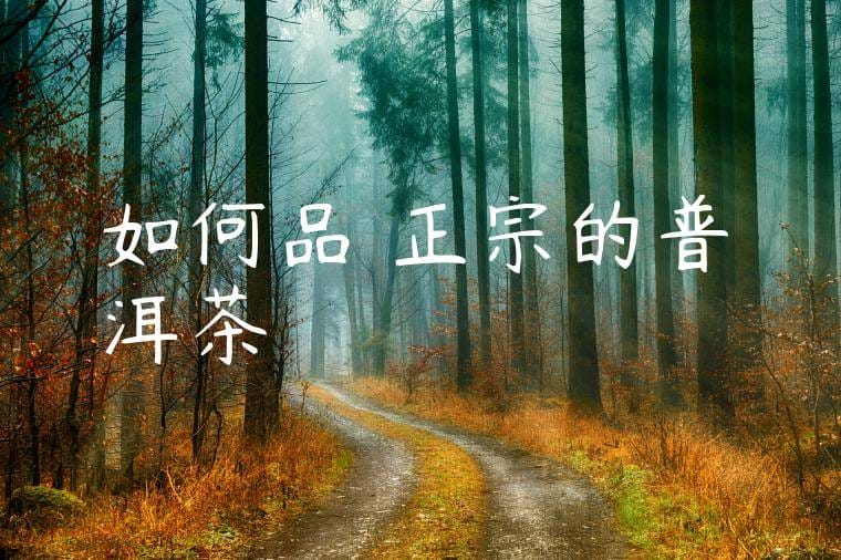 如何品嘗正宗的普洱茶