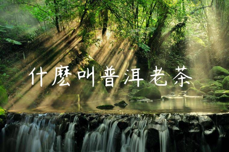 什麽叫普洱老茶頭
