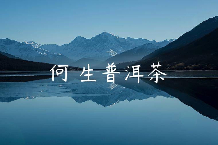 何寶生普洱茶