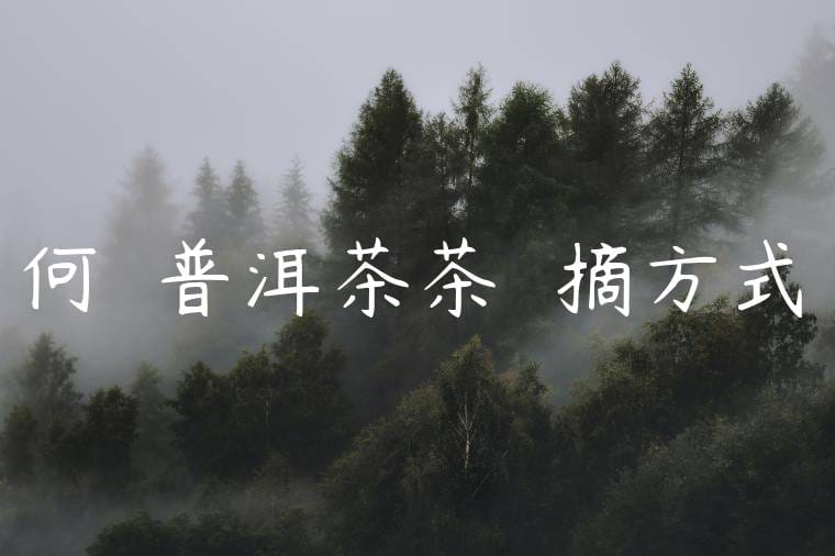 何榮號普洱茶茶葉採摘方式