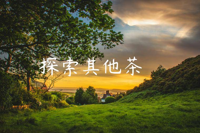 探索其他茶葉種類