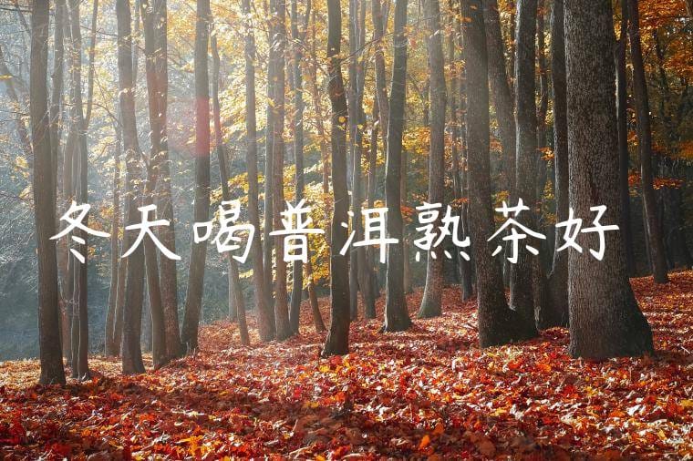冬天喝普洱熟茶好嗎