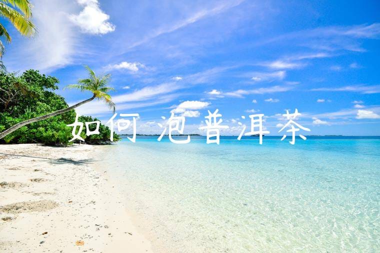 如何沖泡普洱茶