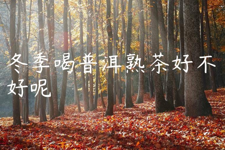 冬季喝普洱熟茶好不好呢視頻