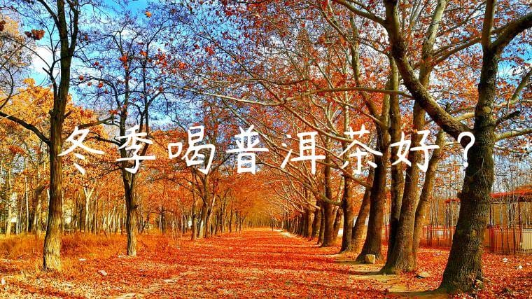 冬季喝普洱茶好嗎?