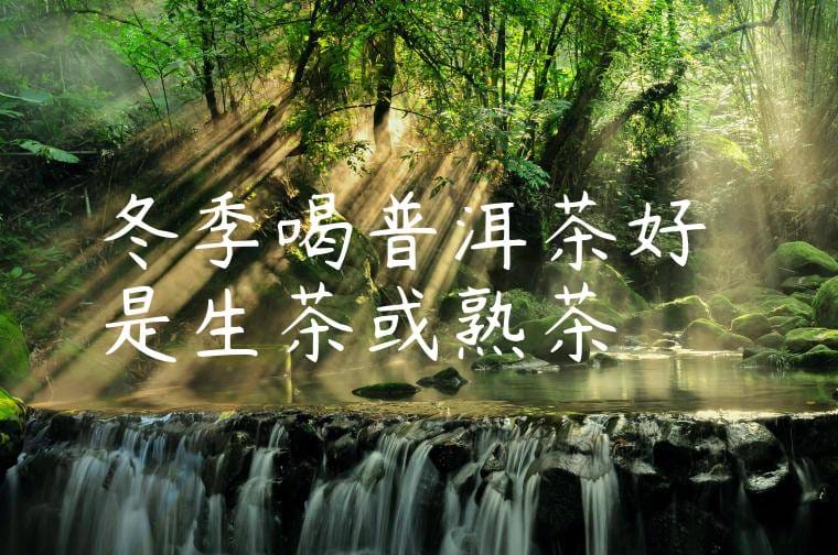 冬季喝普洱茶好嗎是生茶或熟茶