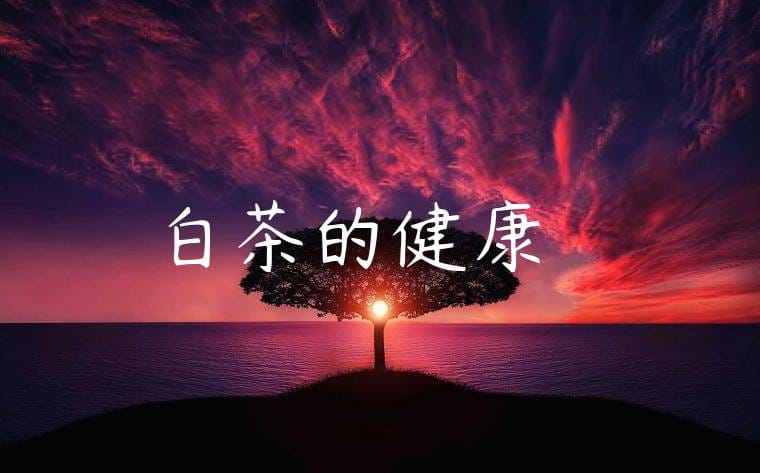 白茶的健康優點