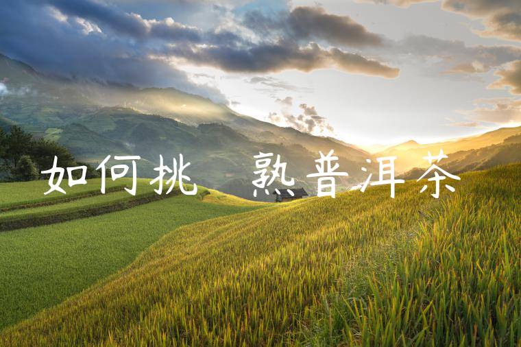 如何挑選優質熟普洱茶葉