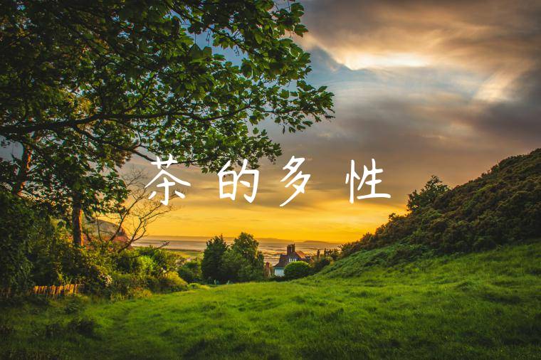 茶葉的多樣性