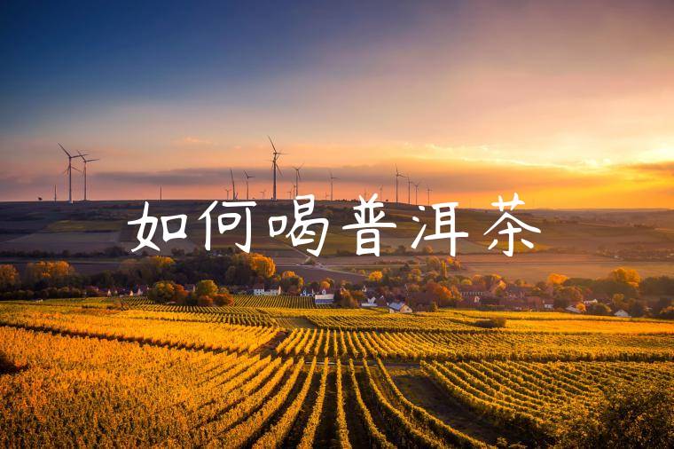 如何喝普洱茶