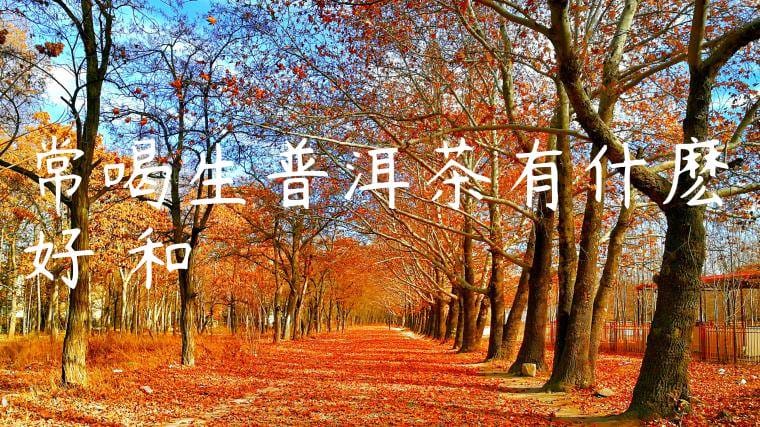 常喝生普洱茶有什麽好處和壞處