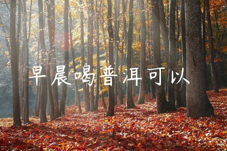 早晨喝普洱可以嗎