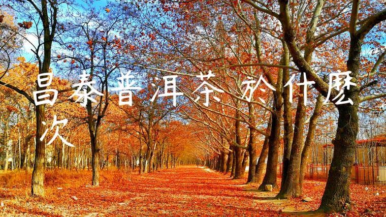 昌泰普洱茶屬於什麽檔次