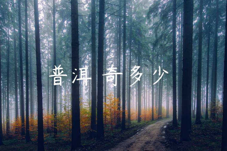 普洱傳奇多少錢