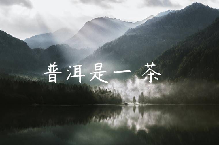 普洱是一種茶樹嗎