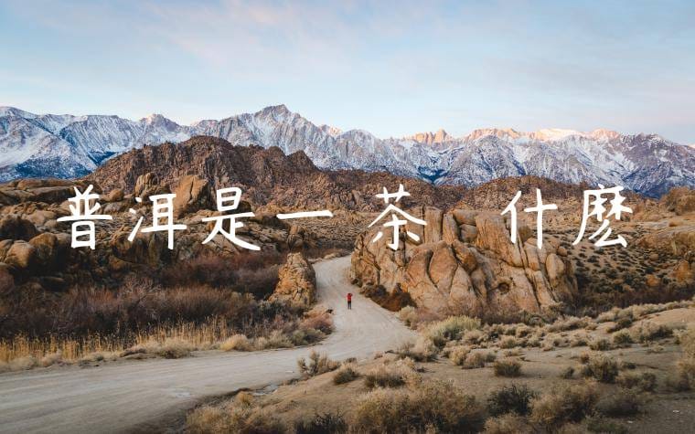 普洱是一種茶樹嗎為什麽