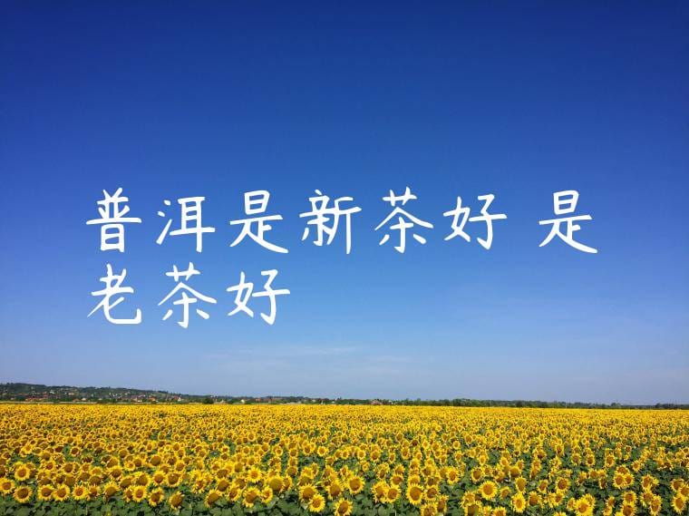 普洱是新茶好還是老茶好