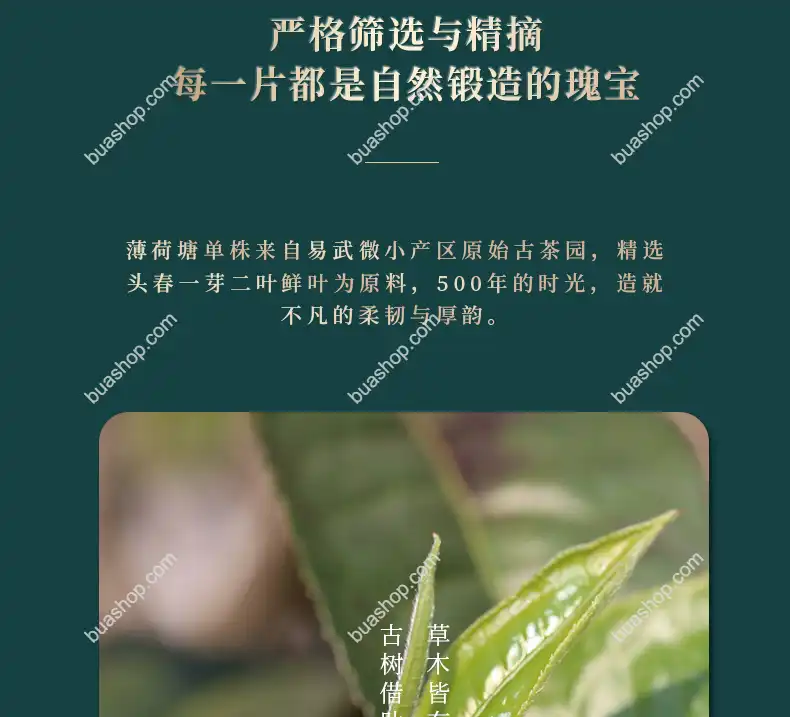 鸿中鸿 薄荷塘单株(龙珠)生茶轻奢礼盒装-180克一盒 普洱茶 BUASHOP普洱老茶
