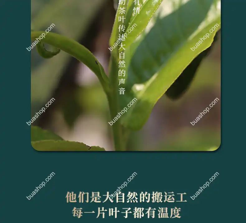 鸿中鸿 薄荷塘单株(龙珠)生茶轻奢礼盒装-180克一盒 普洱茶 BUASHOP普洱老茶