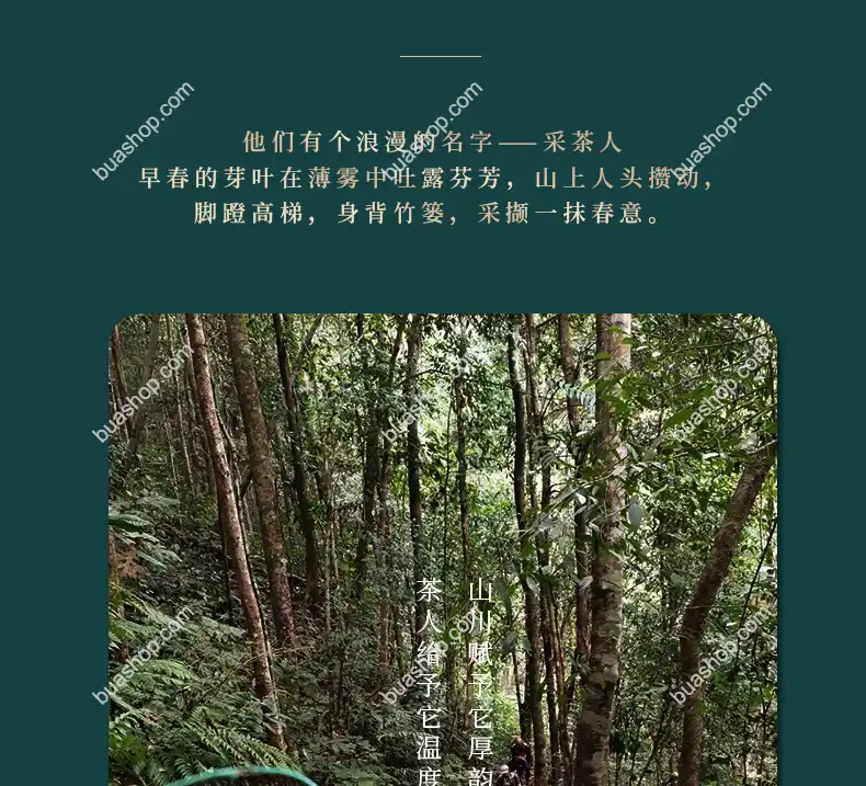 鸿中鸿 薄荷塘单株(龙珠)生茶轻奢礼盒装-180克一盒 普洱茶 BUASHOP普洱老茶