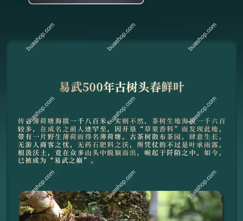 鸿中鸿 薄荷塘单株(龙珠)生茶轻奢礼盒装-180克一盒 普洱茶 BUASHOP普洱老茶