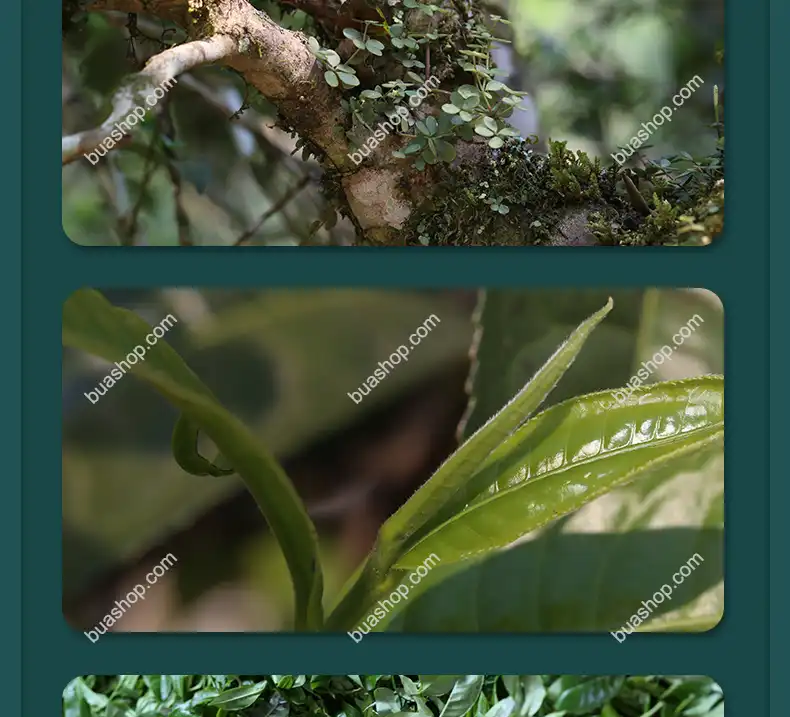 鸿中鸿 薄荷塘单株(龙珠)生茶轻奢礼盒装-180克一盒 普洱茶 BUASHOP普洱老茶