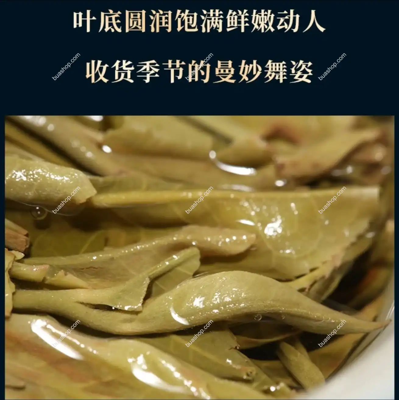 古树普洱茶景迈礼盒装 配手提袋 357g/盒-普洱生茶 普洱茶 BUASHOP普洱老茶