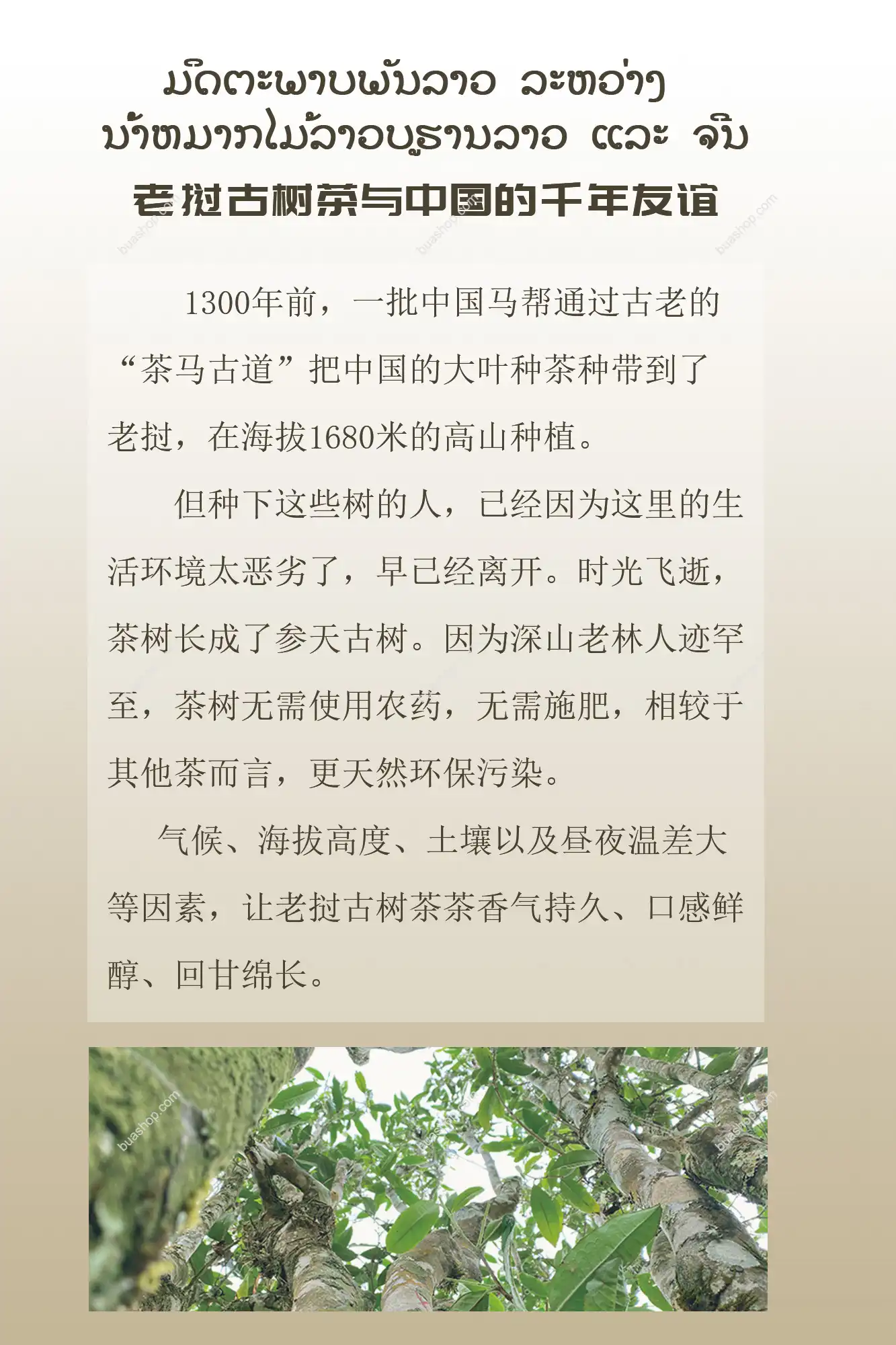 2005年老挝古树陈茶共180克 普洱茶 BUASHOP普洱老茶