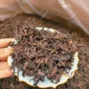 云南90年代古树樟香熟普洱茶香大叶茶叶散装500克